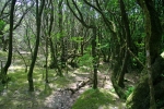 Реликтовый лаврово-вересковый лес - одна из главных достопримечательностей острова Ла