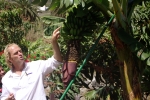Выращивание бананов - сейчас одна из главных отраслей экономики Канарских