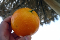 В мае - апельсиновый сезон на Канарах. В это время они здесь очень дешевые и вкусные.