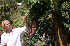 Выращивание бананов - сейчас одна из главных отраслей экономики Канарских островов. Говорят, существующие в евросоюзе стандарты размеров не позволяют их экспортировать в страны ЕС. Но в другие страны и в саму Испанию они продаются очень хорошо.