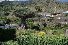Самое древнее драконово дерево на Канарах расположено в городе Икод-де-лос-Винос в местном парке.