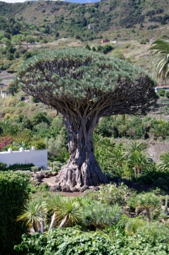 Самое большое и старое драконово дерево на Канарах растет в городе Икод-де-лос-Винос на острове Тенерифе.